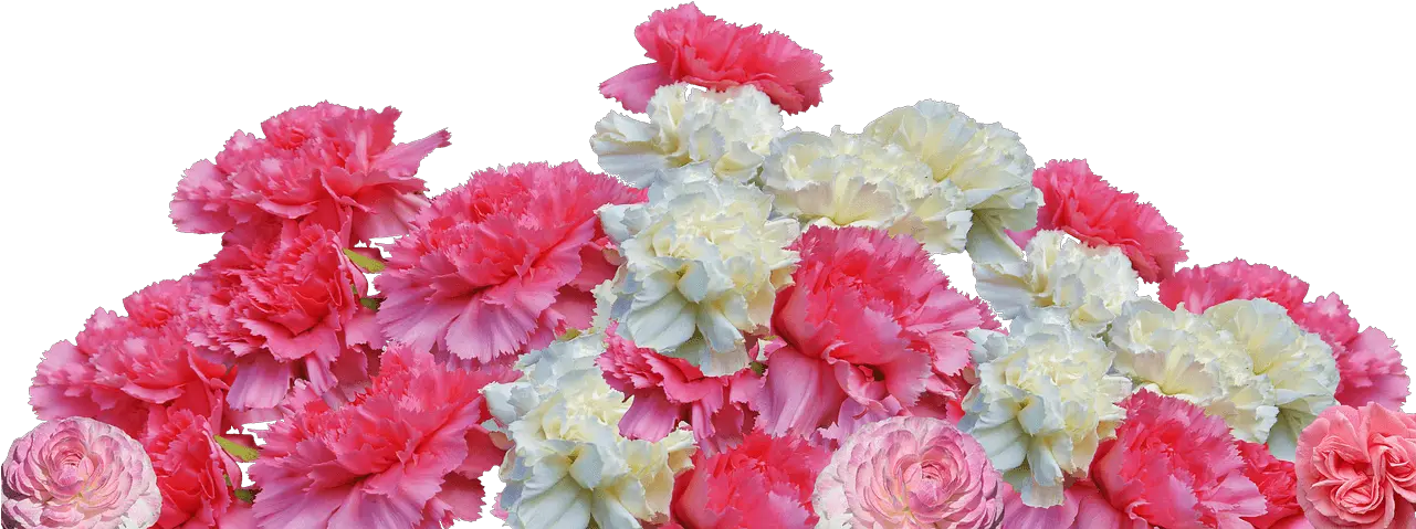 Carnation Comeback The Tallest Tulip Carnation Bouquet Transparent Png Carnation Png