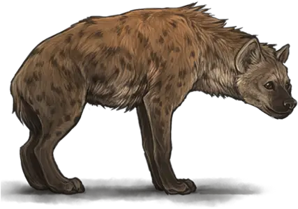 Hyena Png Image Download