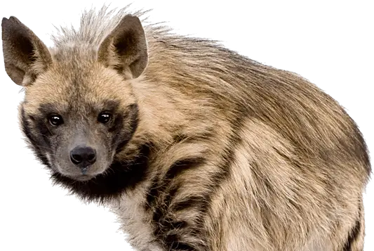 Hyena Icon Clipart Transparent Background Hyena Png Hyena Png