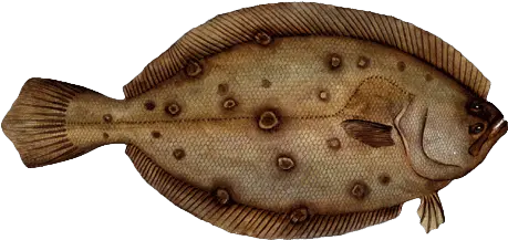 Flounder Flounder Fish Transparent Png Flounder Png