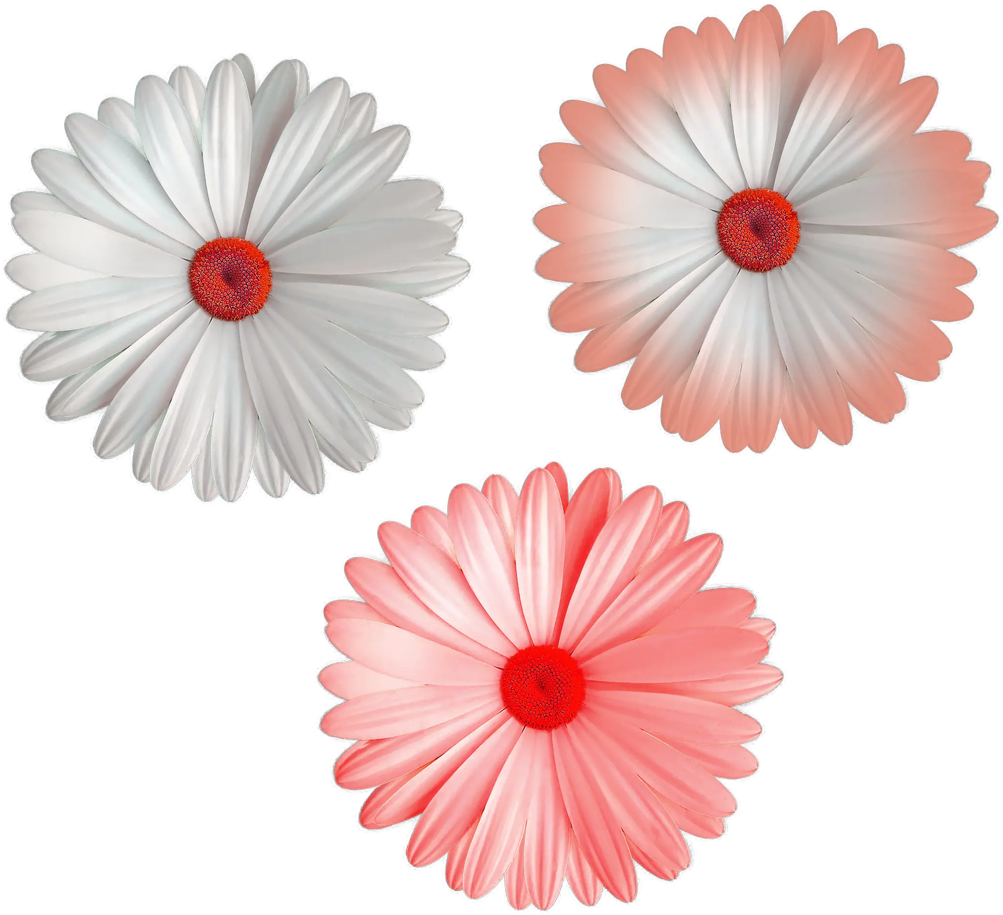 Download Cool Flower Png File White Color Mix Colors Flowers Portable Network Graphics Colorful Flowers Png