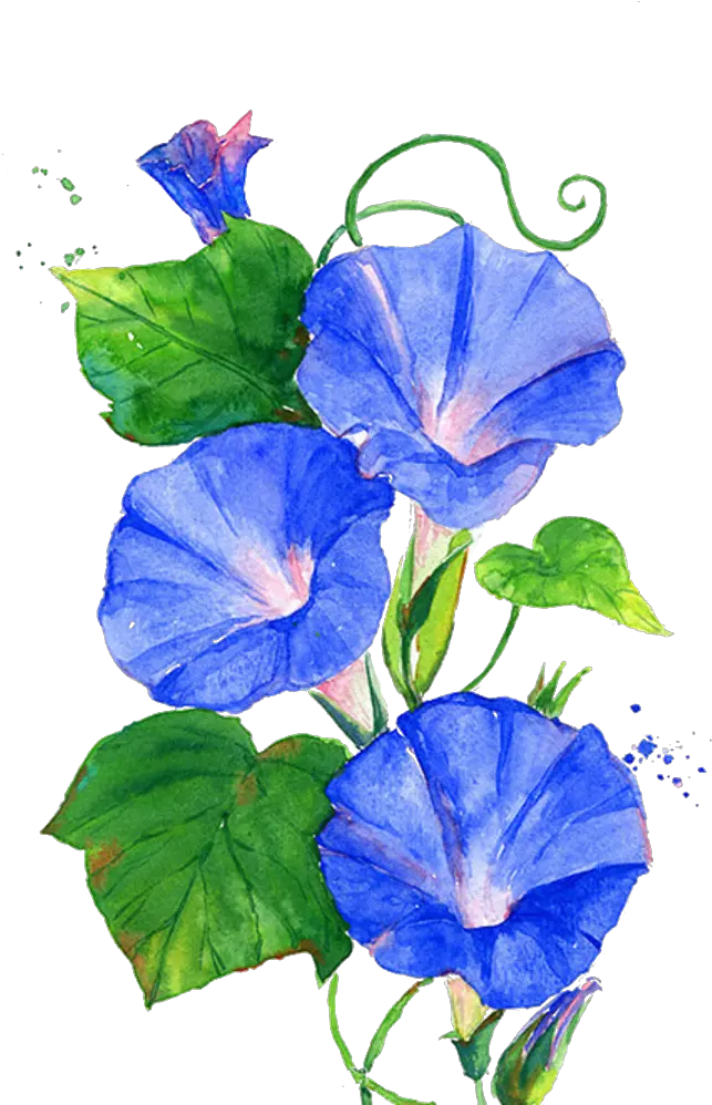 Morning Glory Vine Morning Glory Flower Clipart Png Vine Transparent Background