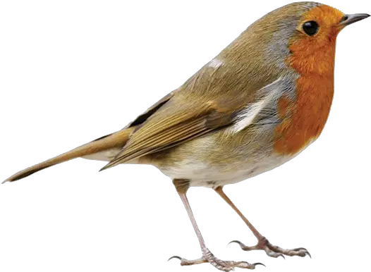 Robin Png Transparent Images Free Download All Birds Image Png Robin Transparent