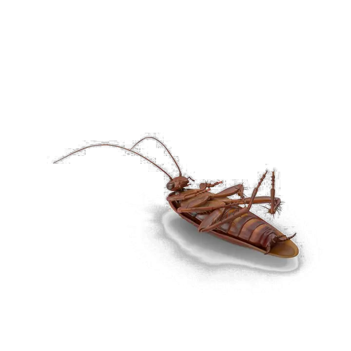 Download Cockroach Png No Background Western Conifer Seed Bug Cockroach Png