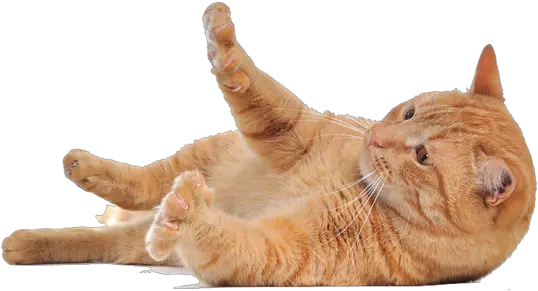 Cat Png Transparent Image Transparent Background Cats Png Transparent Cat