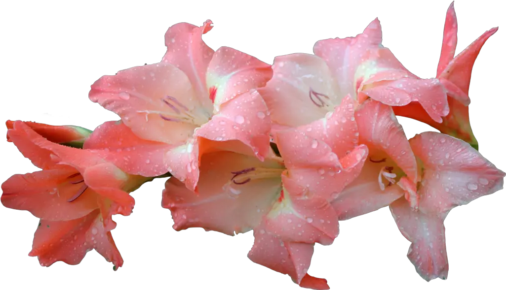 Download Hd Flowers U0026 Leafs Png Gladiolus Flower Png Pink Portable Network Graphics Leafs Png