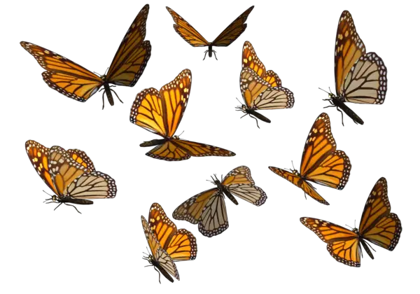 Transparent Background Hq Png Image Monarch Butterfly Png Transparent Butterfly Transparent