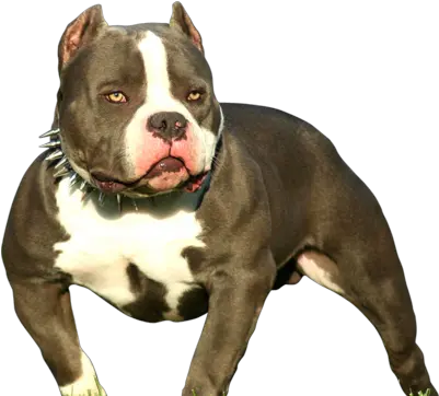 Pin American Bully Dog Png Pitbull Png