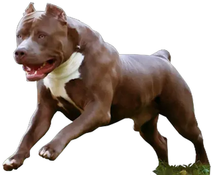 Download Hd American Pit Bull Terrier Png American Pitbull Terrier Pitbull Png