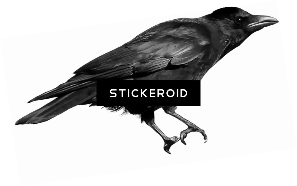 Download Black Crow Crow Png Transparent Crow Transparent