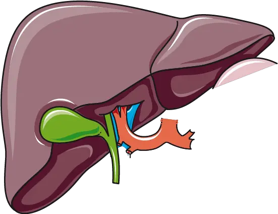 Liver And Gallbladder Liver And Gallbladder Clipart Png Liver Png