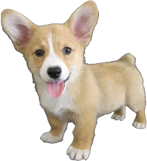 Cute Corgi Dog Png Hd Corgi Dog Png Cute Puppy Png