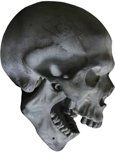 Halloween Skull Skeleton Head Skeleton Head Png Skeleton Head Png