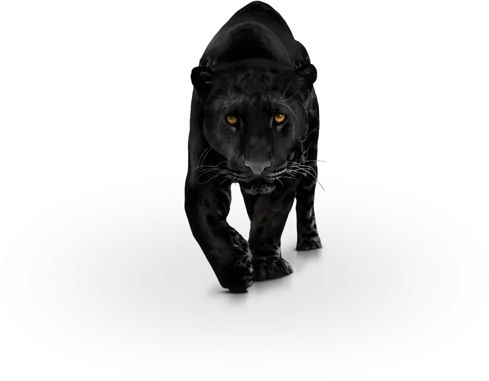 Png Photo X Panther Transparent Animal Black Panther Png Panther Transparent