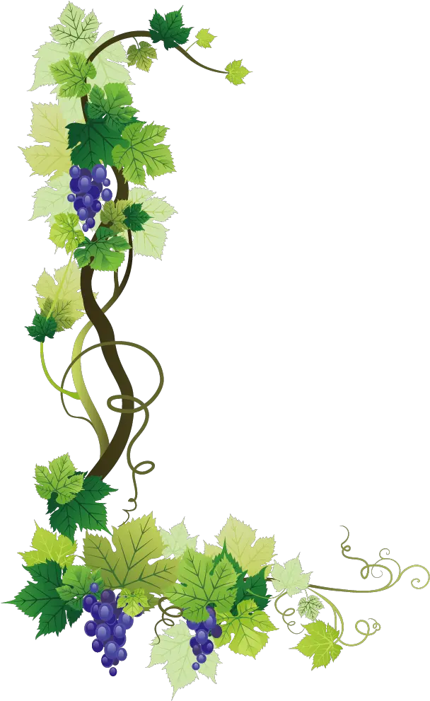 Common Grape Vine Wine Leaves Gr 1345071 Png Grape Vine Border Png Vine Png