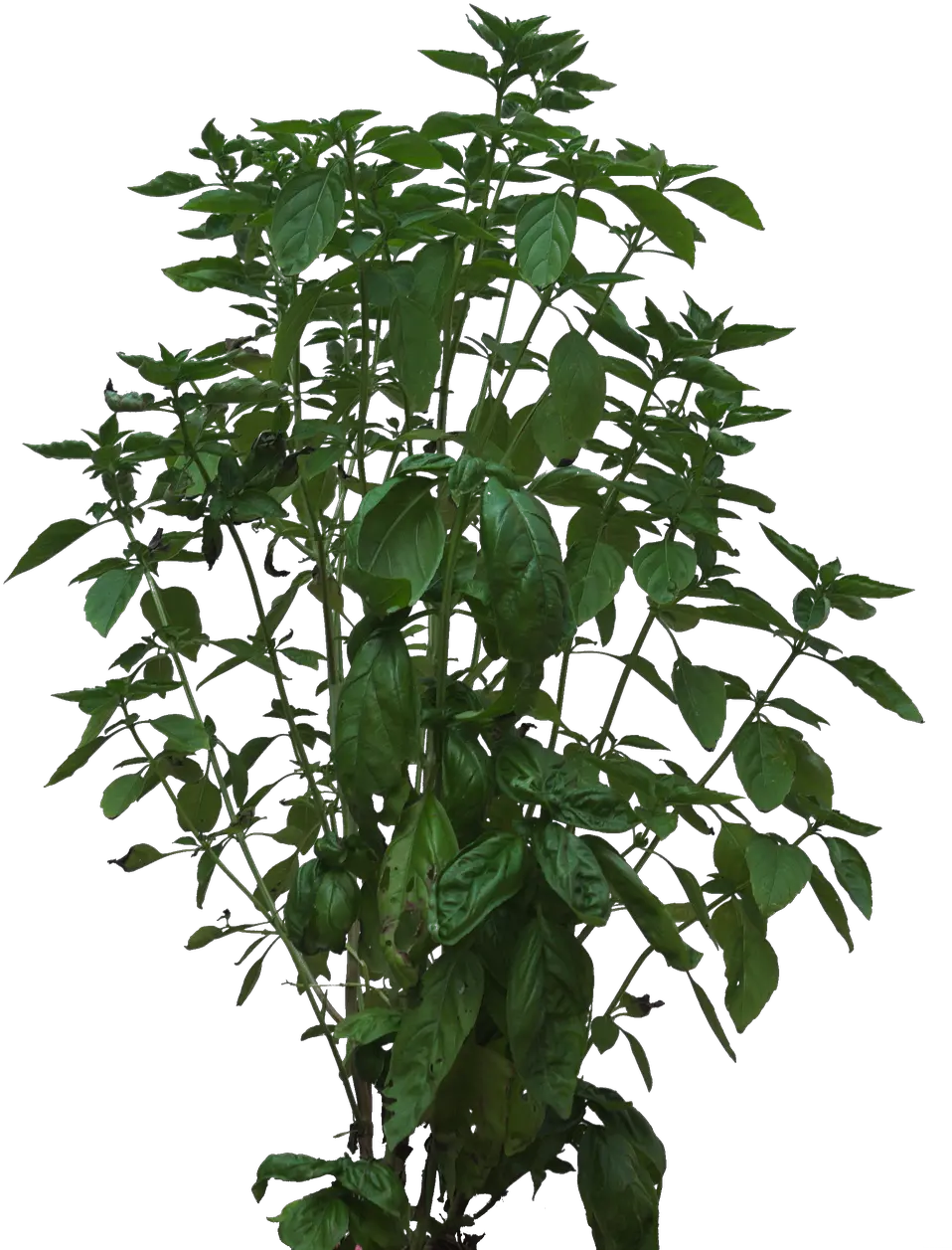 Foliage Png Bush Texture Plant Foliage Png Image Shrub Texture Transparent Leaves Bush Shrub Png
