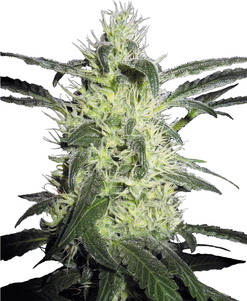 Silver Haze Regular Seeds Silver Haze Sensi Seeds Png Haze Png