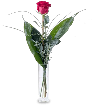 Rosa Roja Kalatea Floristas Quanto Costa Una Rosa Png Rosas Rojas Png