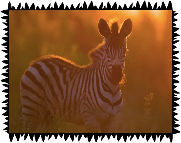 Safari Wilderness Experiences Animals In Sunset Png Cute Safari Icon