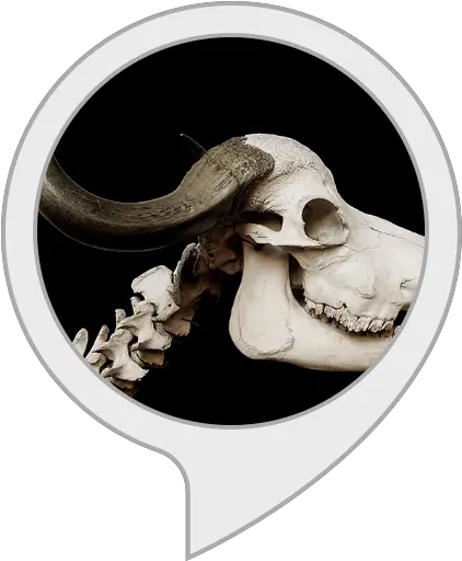 Amazoncom Spooky Music Alexa Skills Bull Skull And Jaw Png Spooky Skeleton Transparent