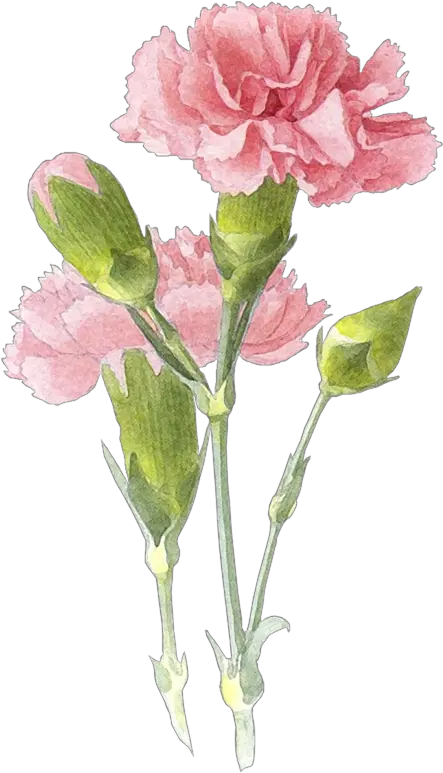 Flower Painting Watercolor Flowers Watercolor Carnation Flower Drawing Png Carnation Png