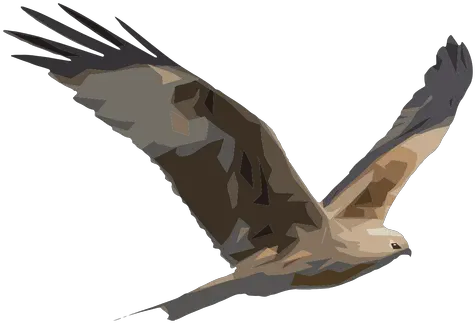 Hawk Illustration Halcon En Png Hawk Png