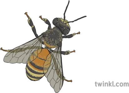 Honey Bee Illustration Twinkl Insects Png Honey Bee Png