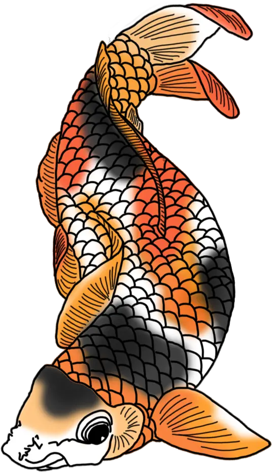 Drawing Japanese Colored Koi Fish Black Red Orange Png Koi Fish Png