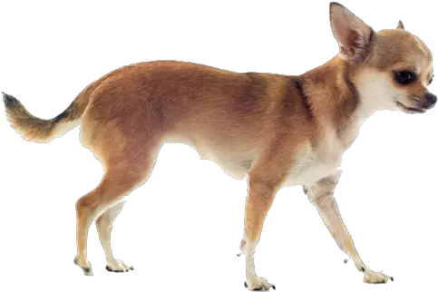 Chihuahua Dog Breed Information Chihuahua Running Png Chihuahua Png