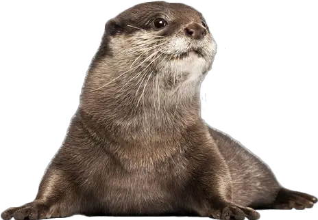 Otters Otter With White Background Png Otter Png