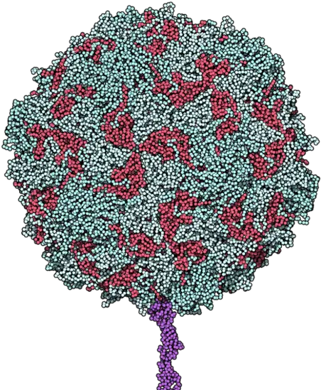 When Bad Viruses Do Good Research Blog Poliovirus Receptor Png Virus Transparent