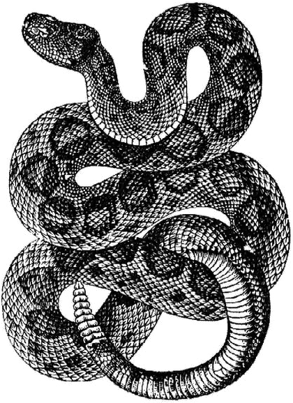 Snake Tattoo Png Download Image Snake Tattoo Png Snake Tattoo Transparent