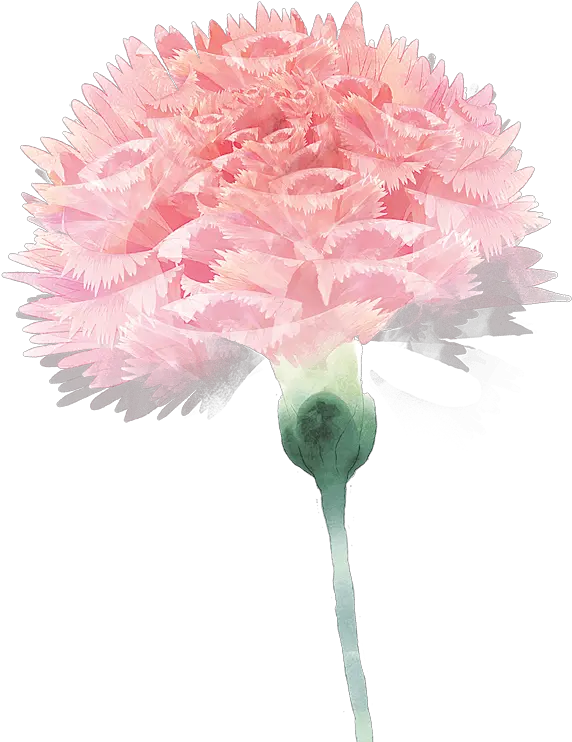 Carnation Flower Floral Design Pink For Mothers Day 571x741 Dia Das Mães Fisioterapia Png Carnation Png