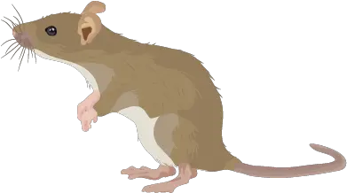 201412 Rat Rat En Png Rat Png