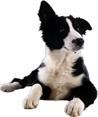 Download Border Collie Png Image With Dogs Shower Png Border Collie Png