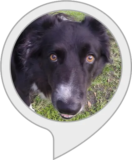 Amazoncom Border Collie Facts Alexa Skills Labrador Retriever Png Border Collie Png