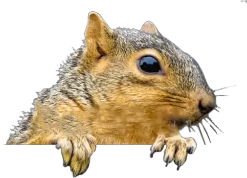 Alpha Wildlife Nashville Fox Squirrel Png Squirrel Png