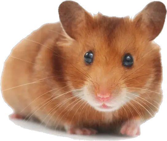 Hamster Png Picture Hamster Christmas Tree Hamster Png