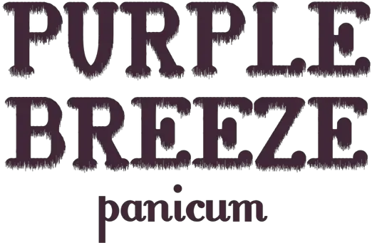 Panicum Virgatum Purple Breeze U0027joz276u0027pbr Plantipp Language Png Purple Flames Png
