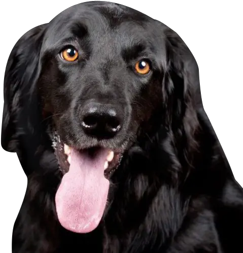 Black Labrador Retriever Transparent Transparent Black Lab Png Dog Transparent Background