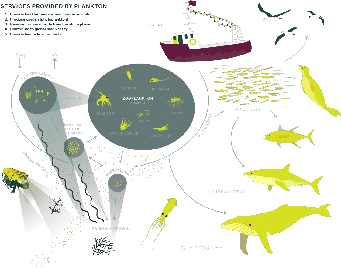 The National Data Science Bowl Services Provided By Plankton Lifecycle Png Plankton Png