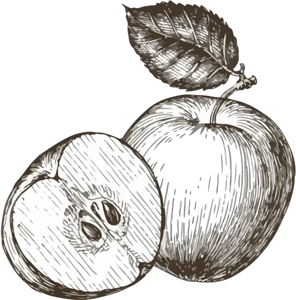 Get Involved U2014 The Boulder Apple Tree Project Sketch Png Apple Tree Png