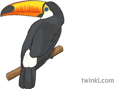 Toucan 1 Illustration Twinkl Twinkl Toucan Png Toucan Png