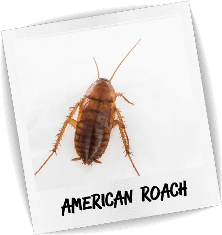 American Cockroach U2013 Blue Chip Pest Services Madagascar Hissing Cockroach Png Cockroach Transparent