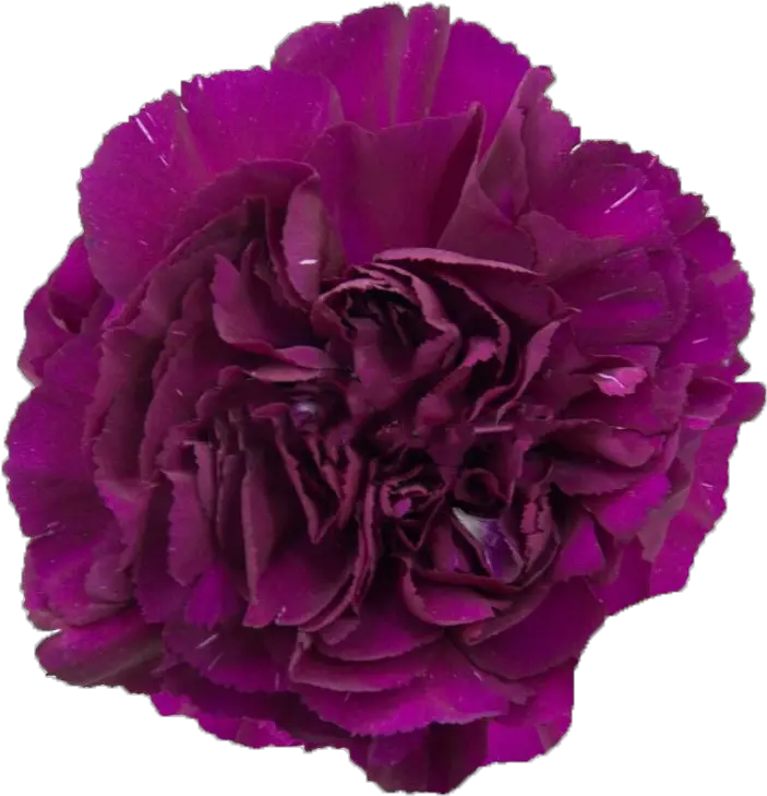 Sumatra Dark Purple Carnation Carnations Magenta Png Carnation Png