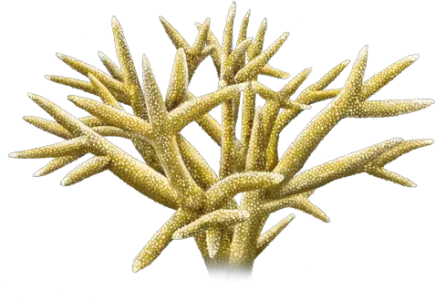 Staghorn Coral Staghorn Coral Png Coral Transparent