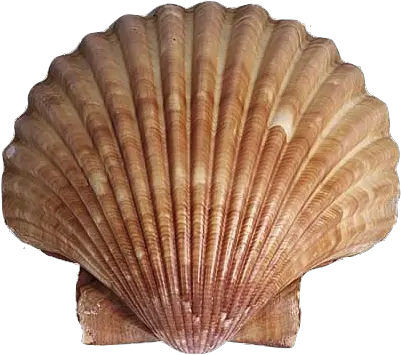 Animals That Have Shell Transparent Png Scallop Shell Png Clam Png