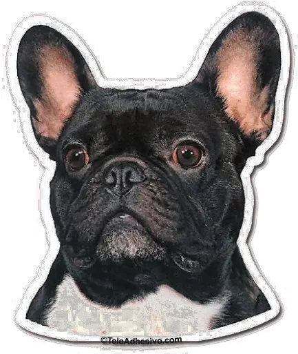French Bulldog Dog Portrait Cross Stitch French Bulldog Free Png Bulldog Transparent
