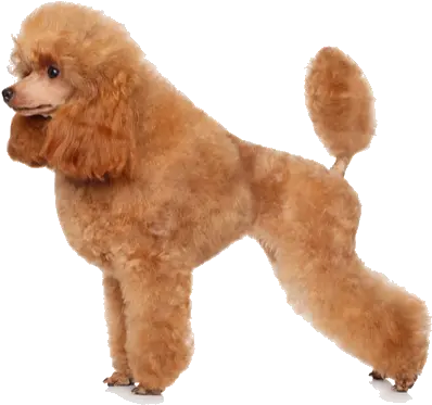 Download Toy Poodles Are Tiny Dogs With Toy Poodle Png Poodle Png