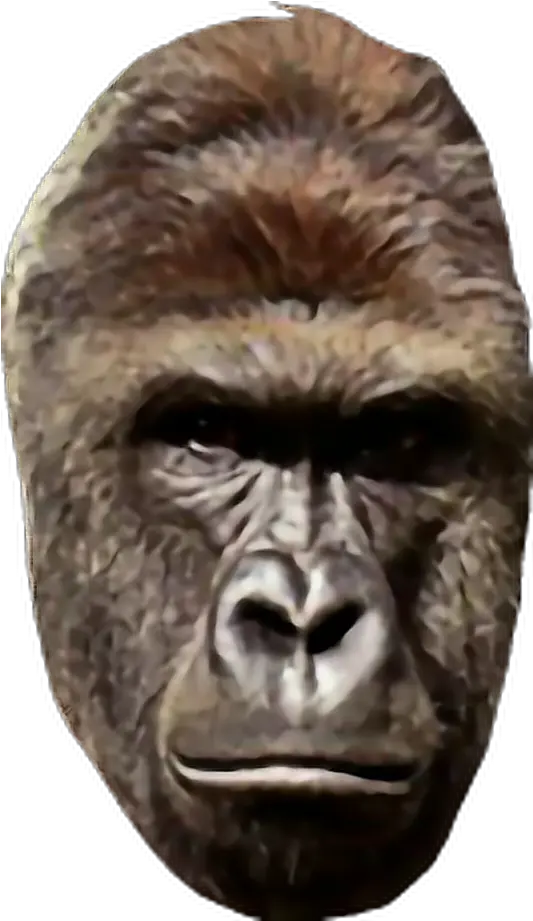 Harambe Png Transparent